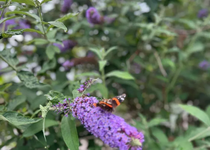 Chalet Corbeth Putten